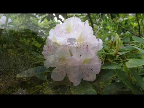 Lullaby of Interbeing - Evocation to our mother / Wiegenlied des Interseins